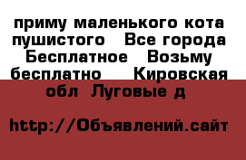 приму маленького кота пушистого - Все города Бесплатное » Возьму бесплатно   . Кировская обл.,Луговые д.